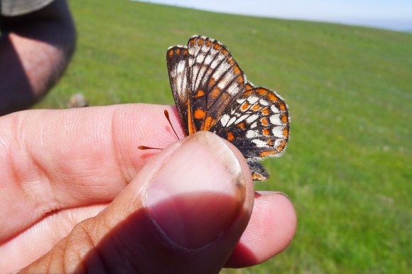 checkerspot at TH 4-17-2012