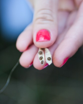 Lupine seed collection THPAW