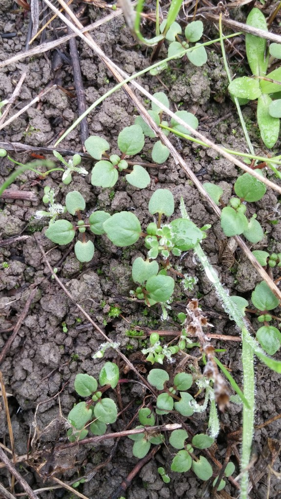 120914 SMT seedlings observed onsite