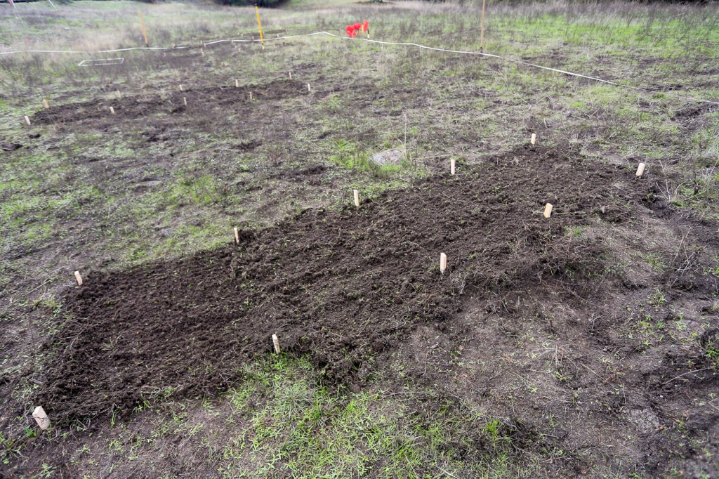 SMT Dec14 seeding pics-9