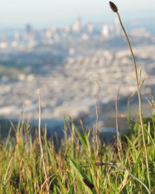 BCB_Larva_SBM_SF 3-2-2017 5-23-37 PM